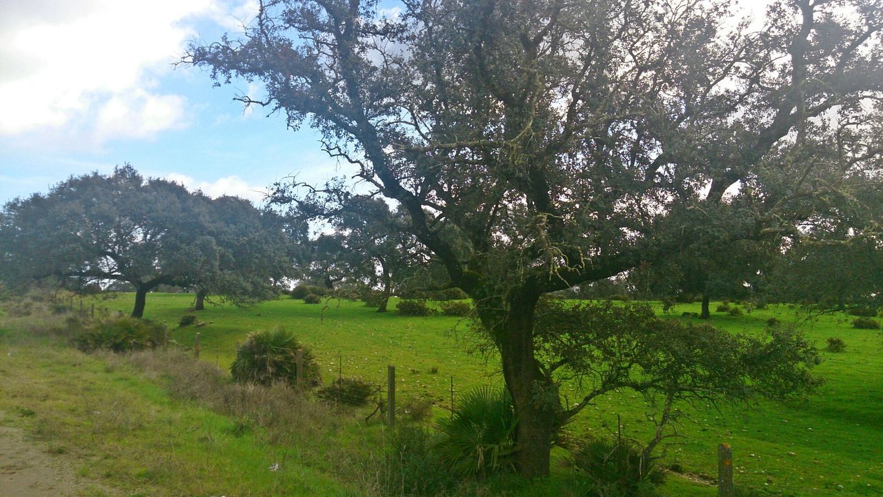 TREES IN PARK AGAINST SKY