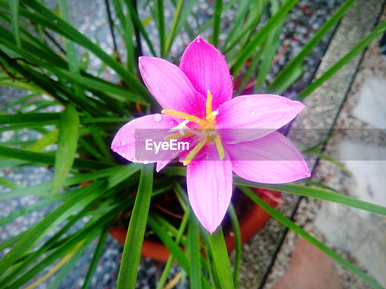 HIGH ANGLE VIEW OF PINK IRIS BLOOMING OUTDOORS