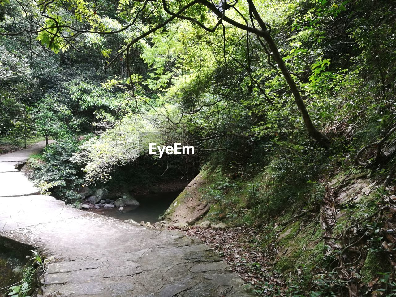 SCENIC VIEW OF WATERFALL IN FOREST