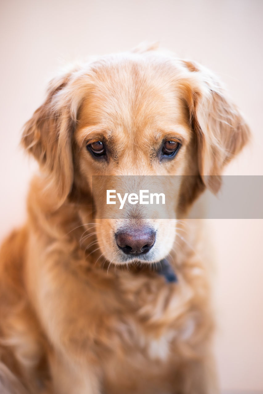 Close-up portrait of golden retriever dog