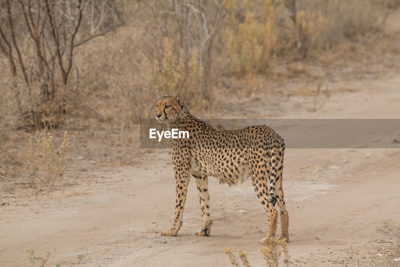 VIEW OF A CAT ON LAND