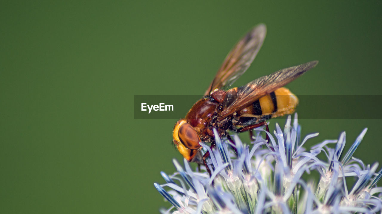 Close-up of bee on flower