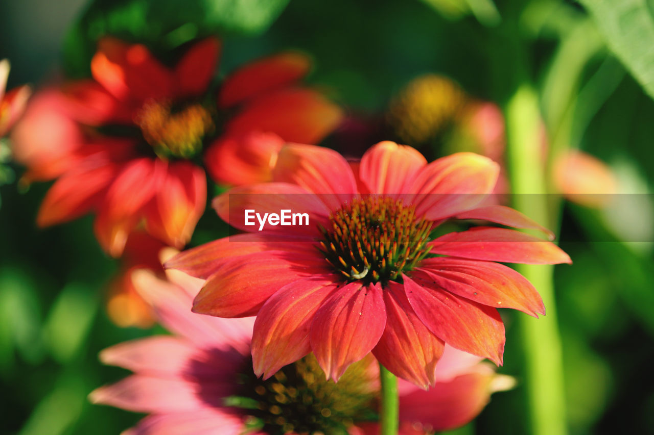 CLOSE-UP OF RED FLOWERING PLANT