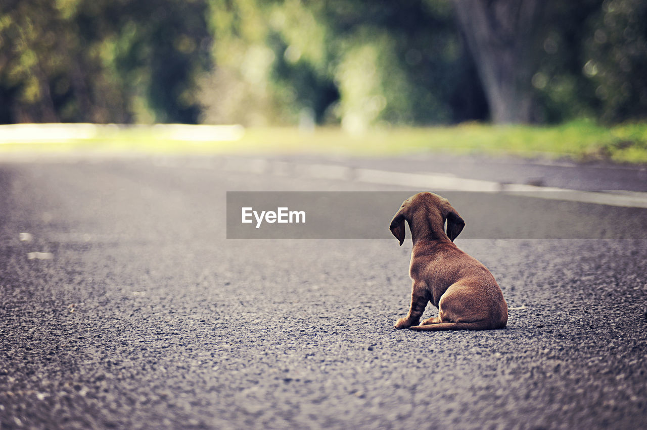 Rear view of a dog on street