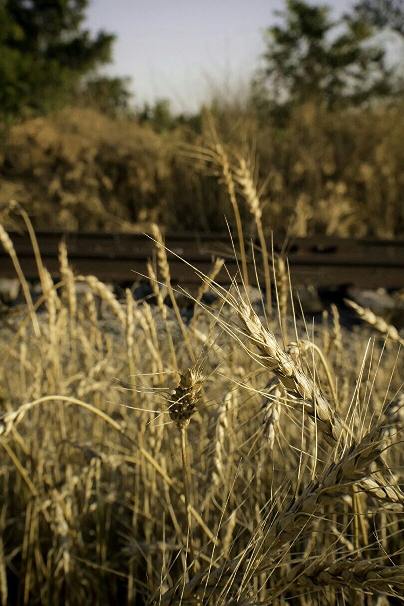 Close-up of wheat crops in field