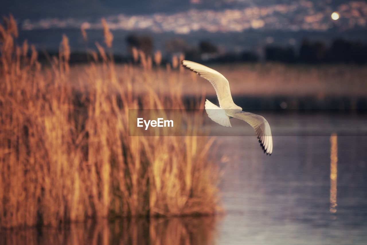 SEAGULLS FLYING OVER LAKE