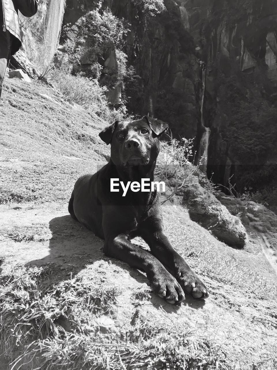 PORTRAIT OF DOG SITTING ON LAND AGAINST TREES