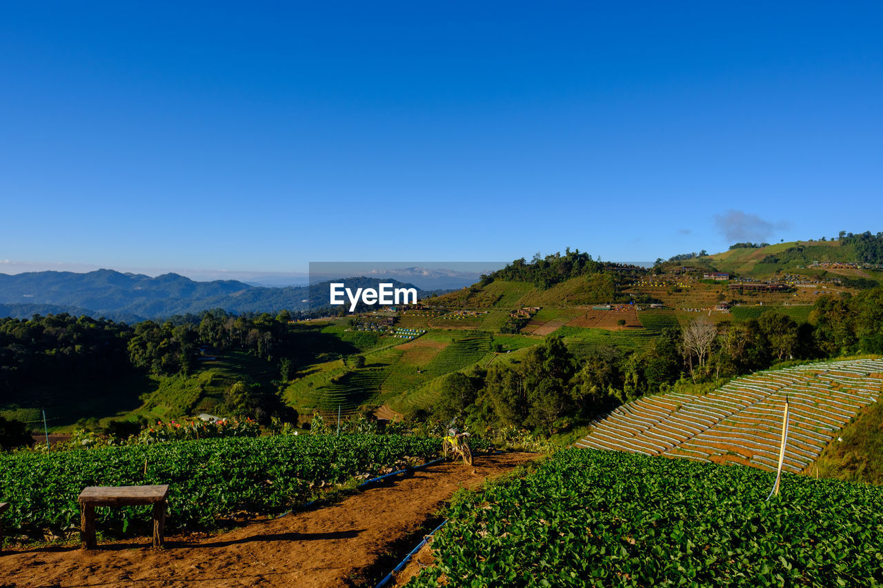 Scenic view of agricultural field against clear blue sky