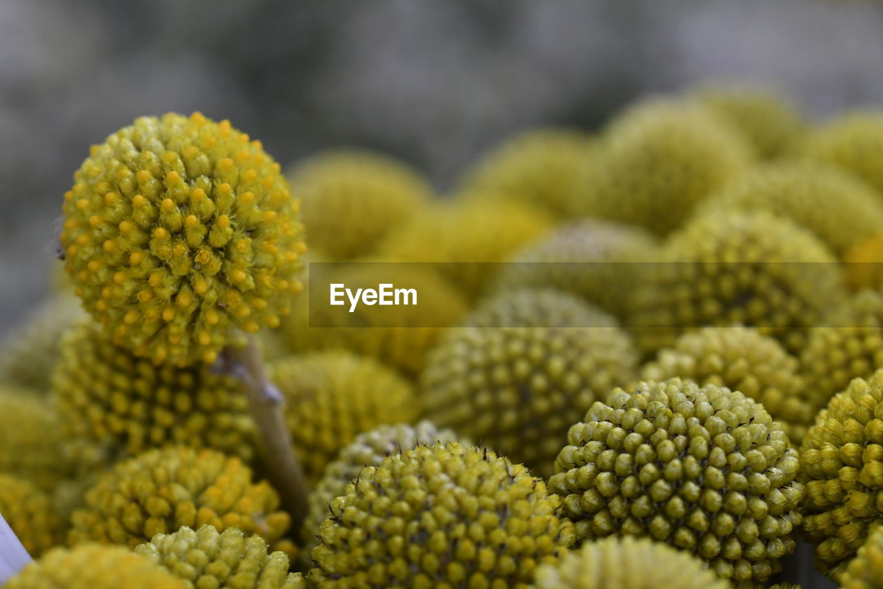 CLOSE-UP OF YELLOW FLOWER