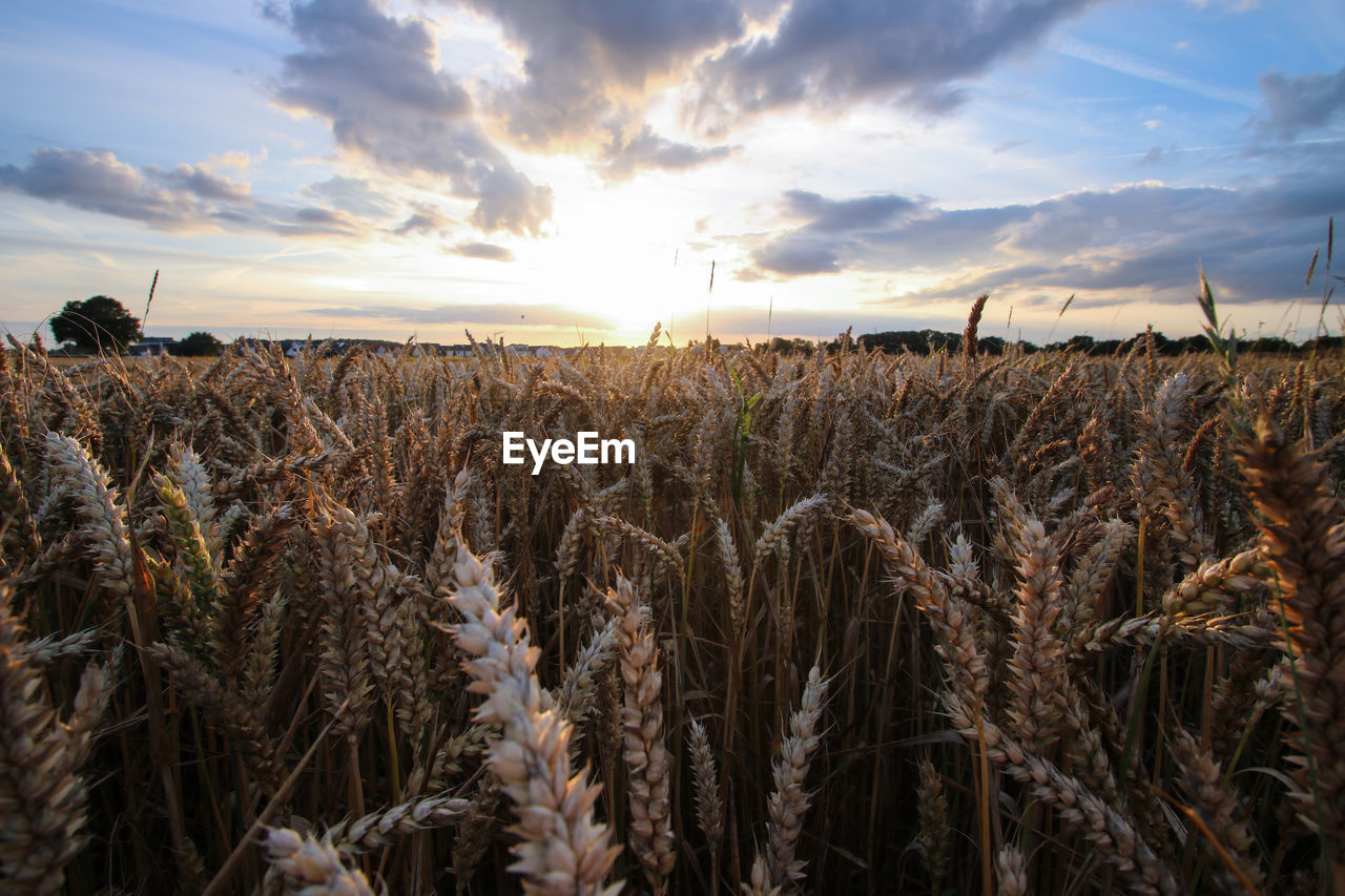 Close-up of wheat field against sky during sunset