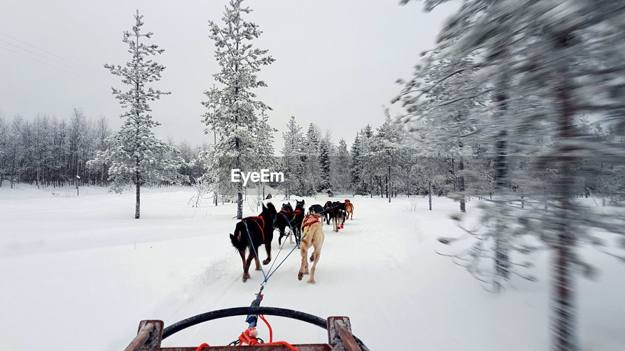 Sled dogs running on snow covered field