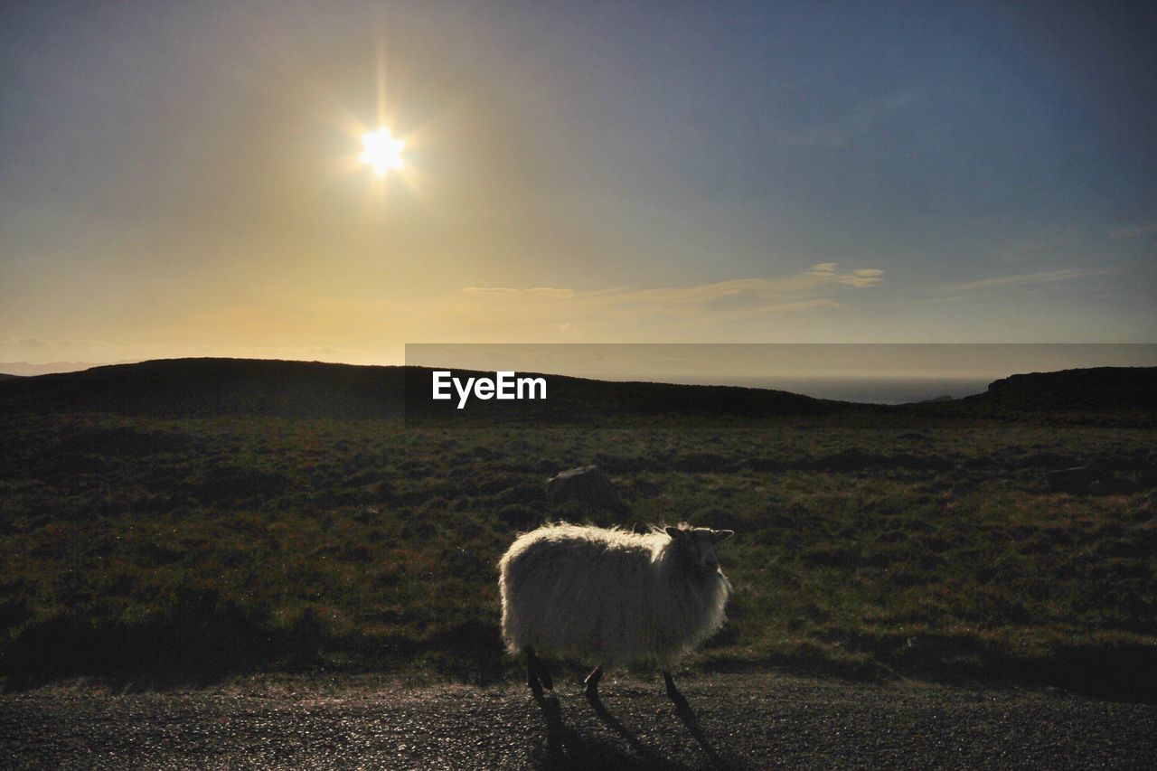 Sheep walking on road against sky during sunset
