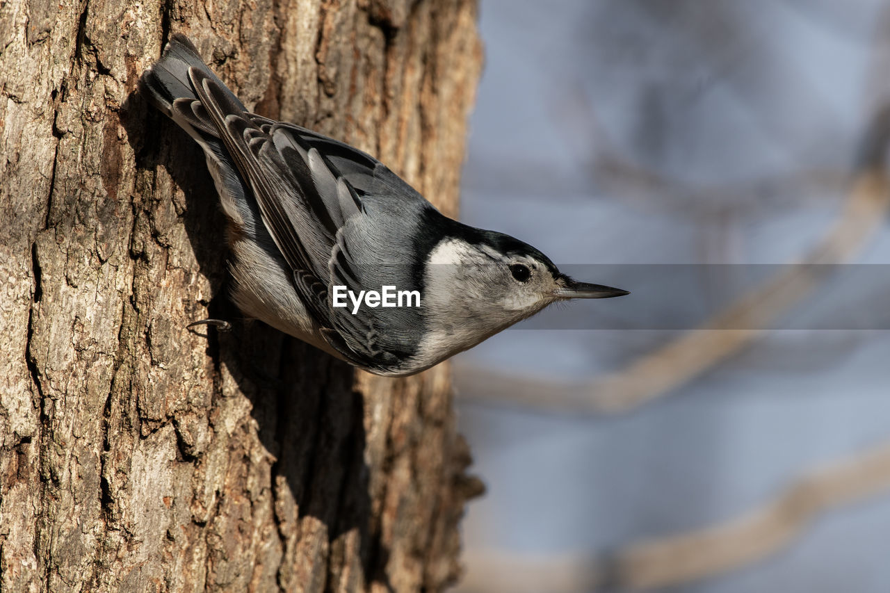 A white-breasted nuthatch, sitta carolinensis