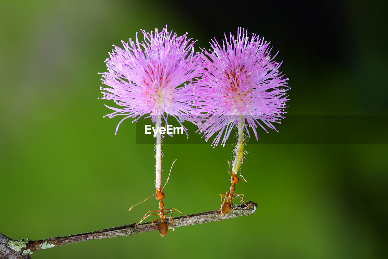 flower, flowering plant, plant, nature, beauty in nature, animal themes, freshness, close-up, animal, macro photography, animal wildlife, fragility, plant stem, insect, purple, focus on foreground, flower head, no people, one animal, wildlife, inflorescence, wildflower, outdoors, petal, magnification, thistle, growth, springtime, thorns, spines, and prickles, branch