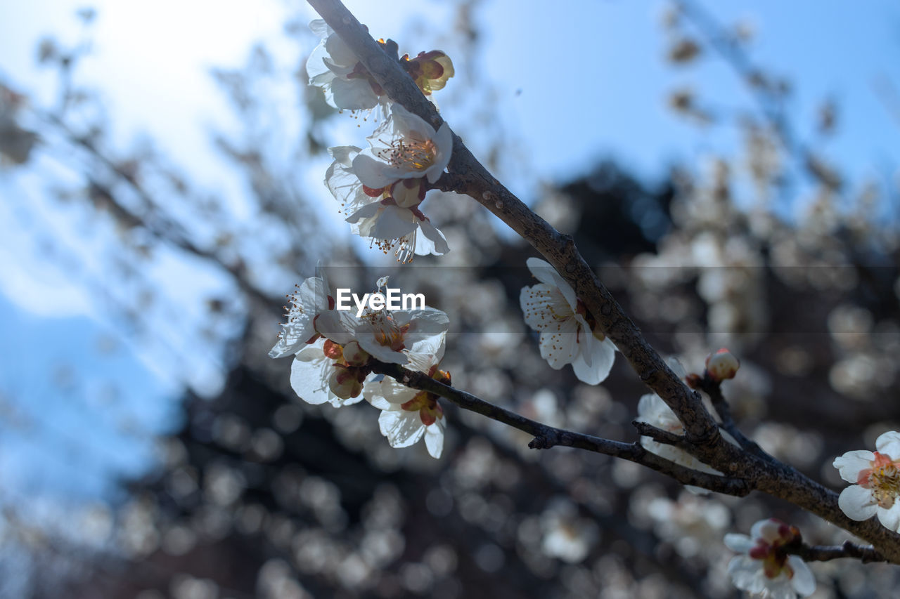 plant, spring, tree, branch, winter, flower, nature, flowering plant, beauty in nature, blossom, springtime, fragility, growth, freshness, close-up, no people, leaf, focus on foreground, macro photography, cherry blossom, twig, sky, day, outdoors, frost, white, snow, produce, selective focus, botany, tranquility, low angle view, food and drink, food, freezing