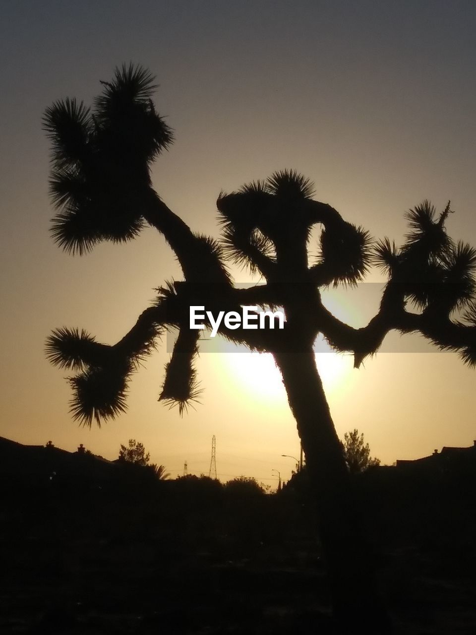 SILHOUETTE PALM TREES AGAINST CLEAR SKY DURING SUNSET