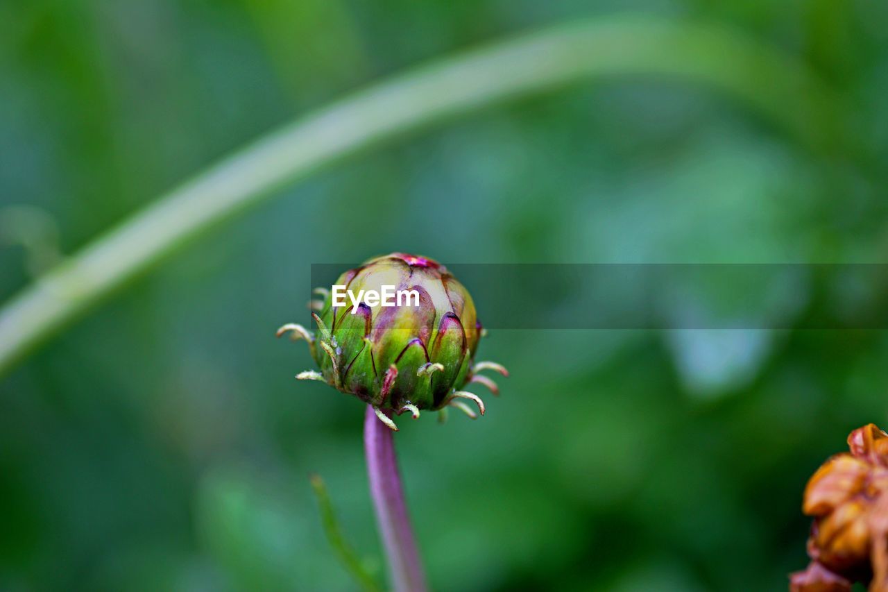 Close-up of pink flower bud growing outdoors