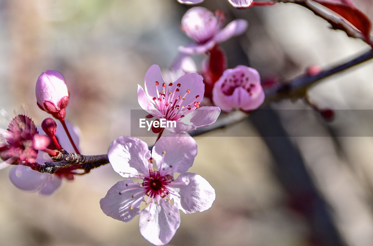 Close-up of almond blossoms blooming on tree