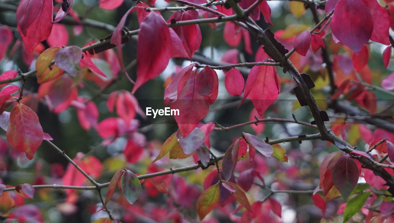 CLOSE-UP OF RED FLOWERS ON TREE