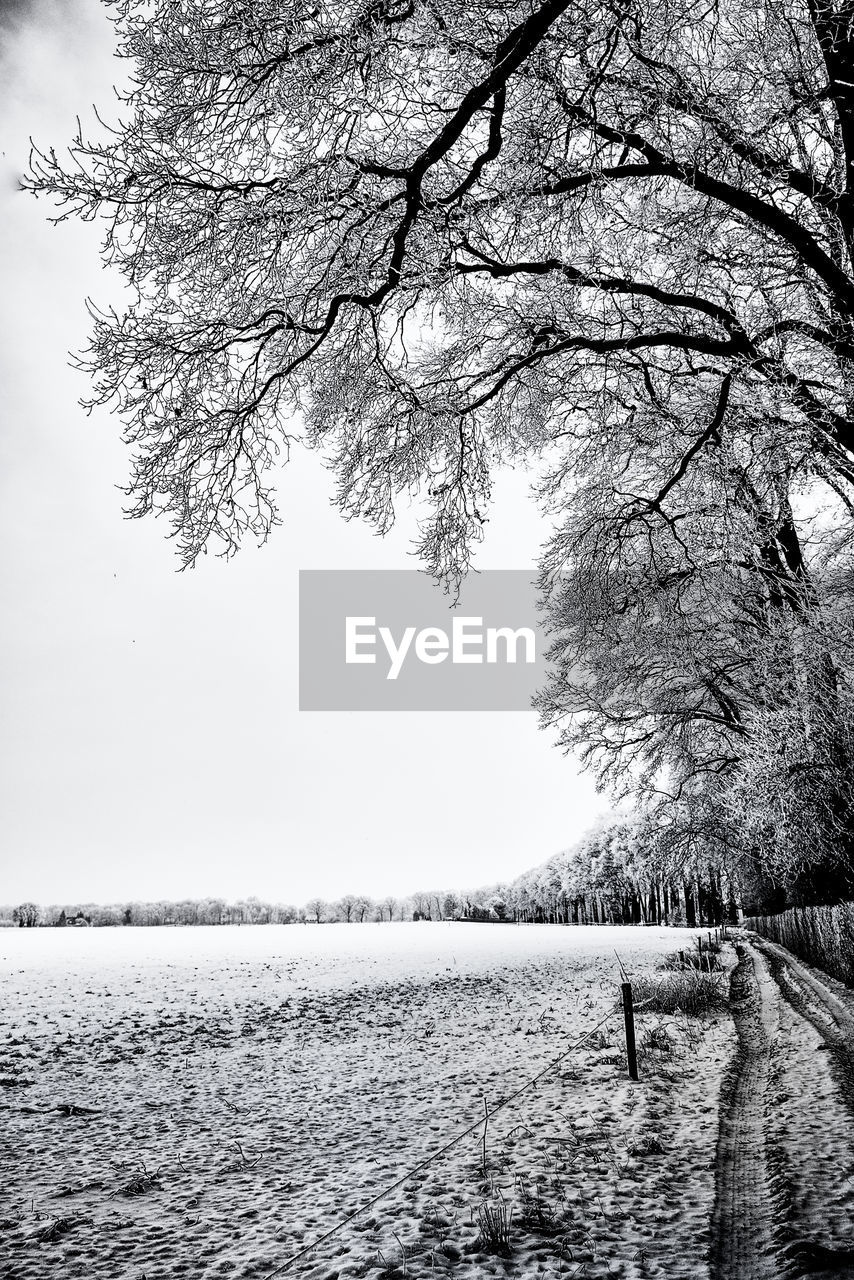 BARE TREE ON SNOW COVERED LANDSCAPE