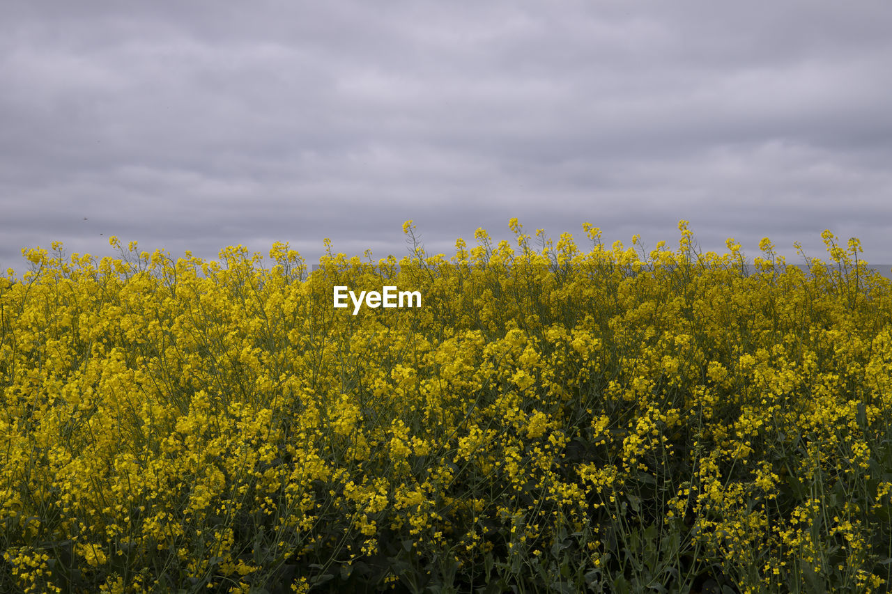 Scenic view of oilseed rape field against cloudy sky