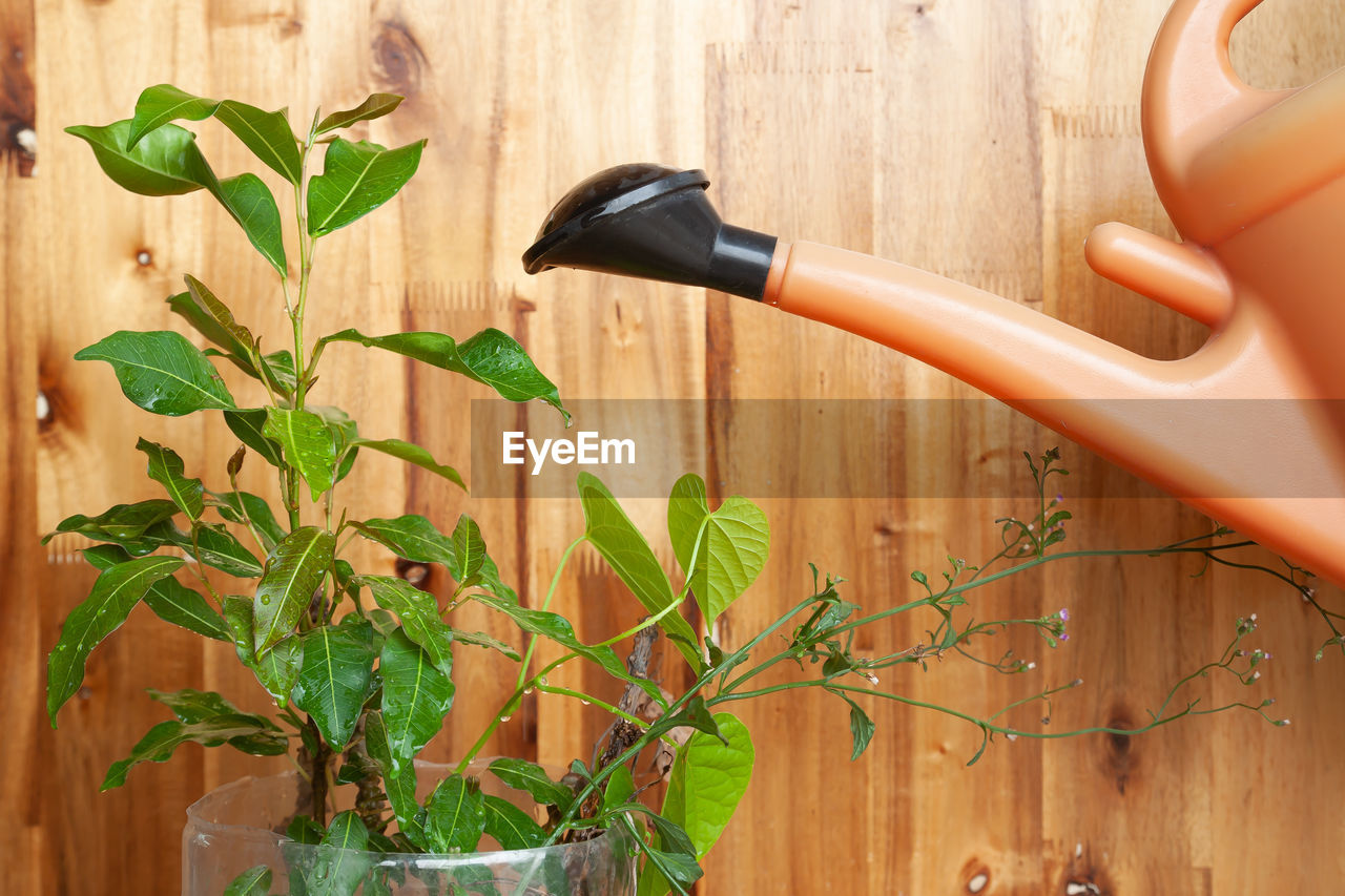Cropped image of person watering potted plant 