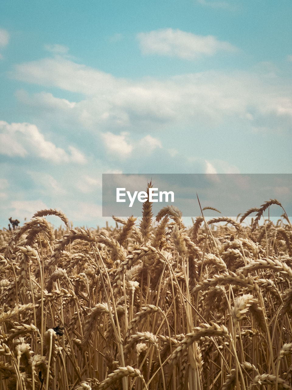 Close-up of wheat field against blue sky