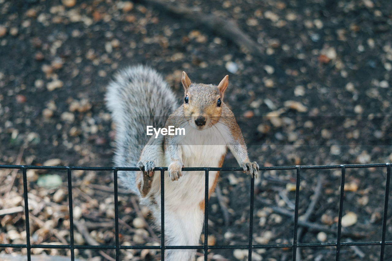 Portrait of squirrel on fence