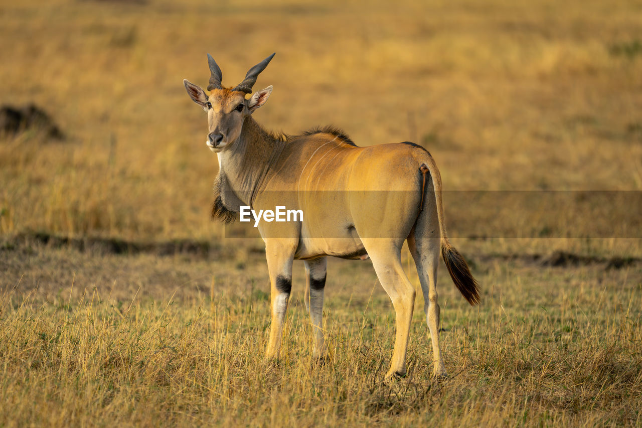 side view of deer standing on field