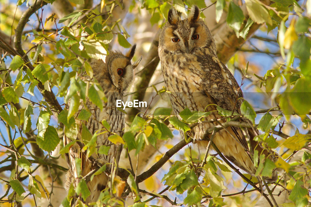 Low angle view of owls perching on branches