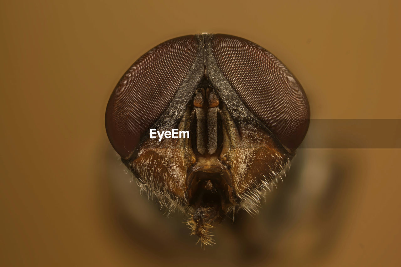MACRO SHOT OF FLY ON A BACKGROUND