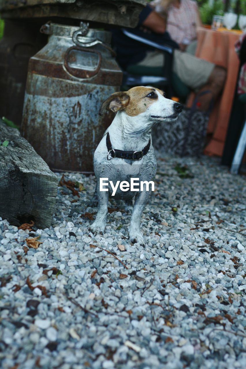 DOG ON COBBLESTONE STREET