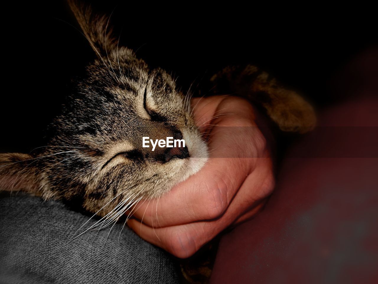 Midsection of man holding cat in darkroom