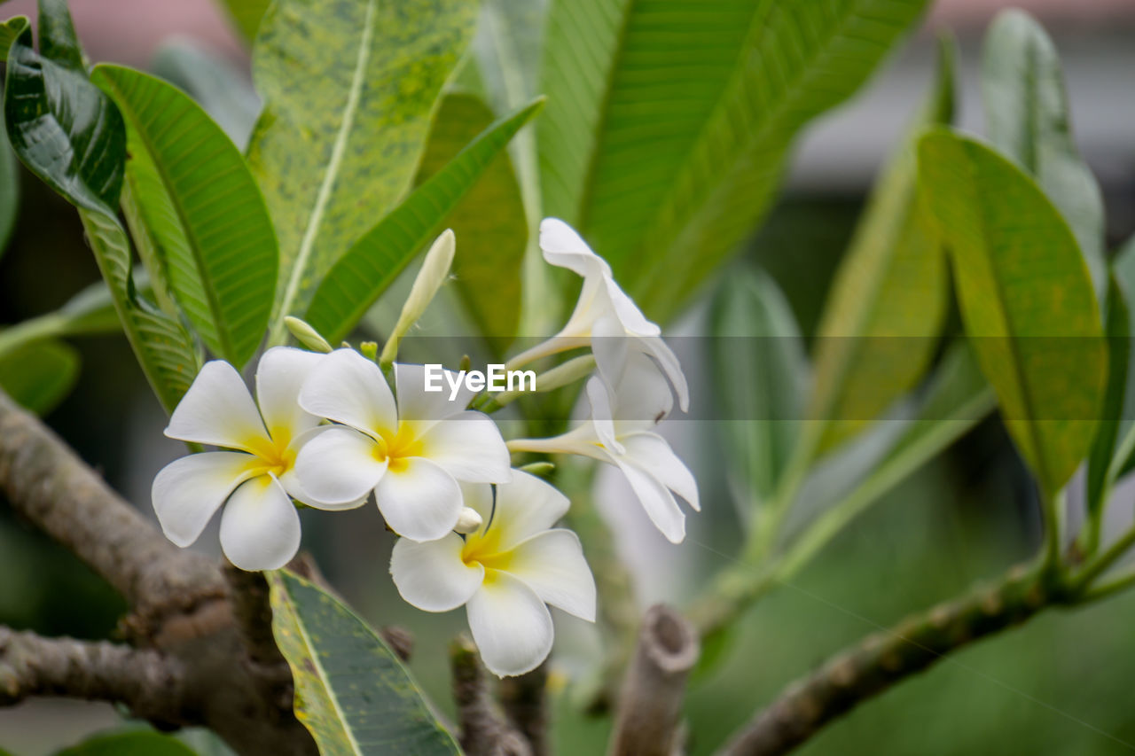 Close-up of frangipani plant