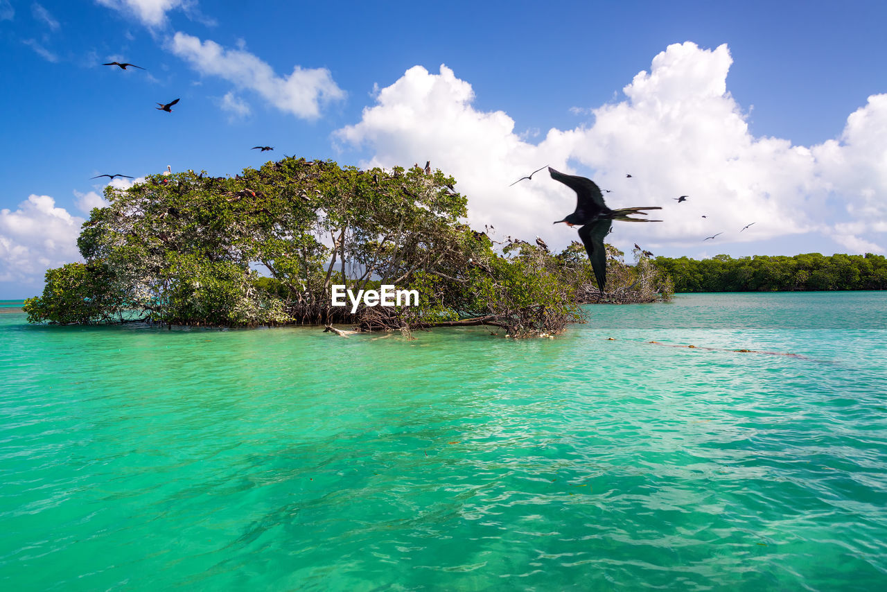 Birds flying over sea against sky