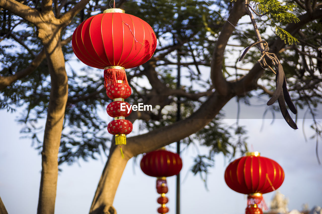 Tree with chinese lanterns 
