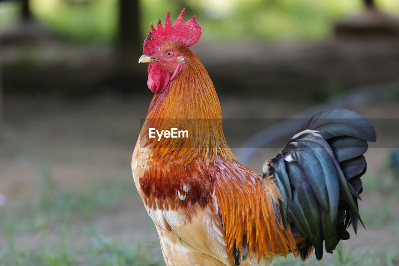 Side view of rooster on field