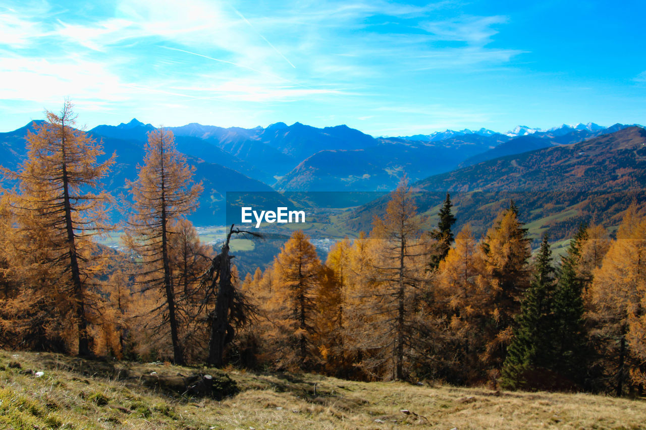 SCENIC VIEW OF TREES ON LANDSCAPE AGAINST SKY