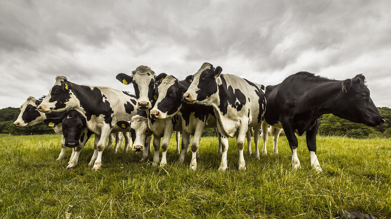 Cows on landscape against sky