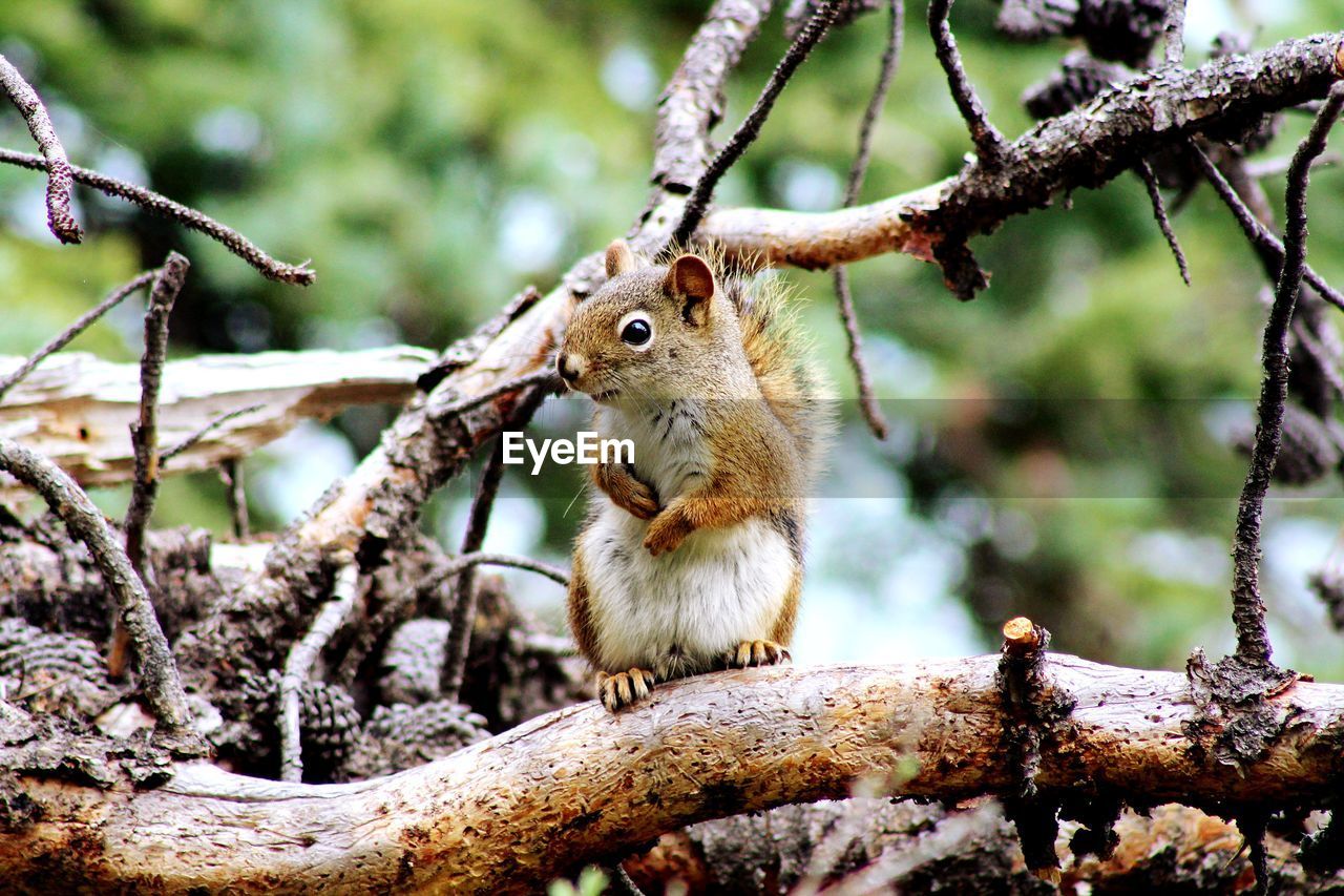 Close-up of squirrel