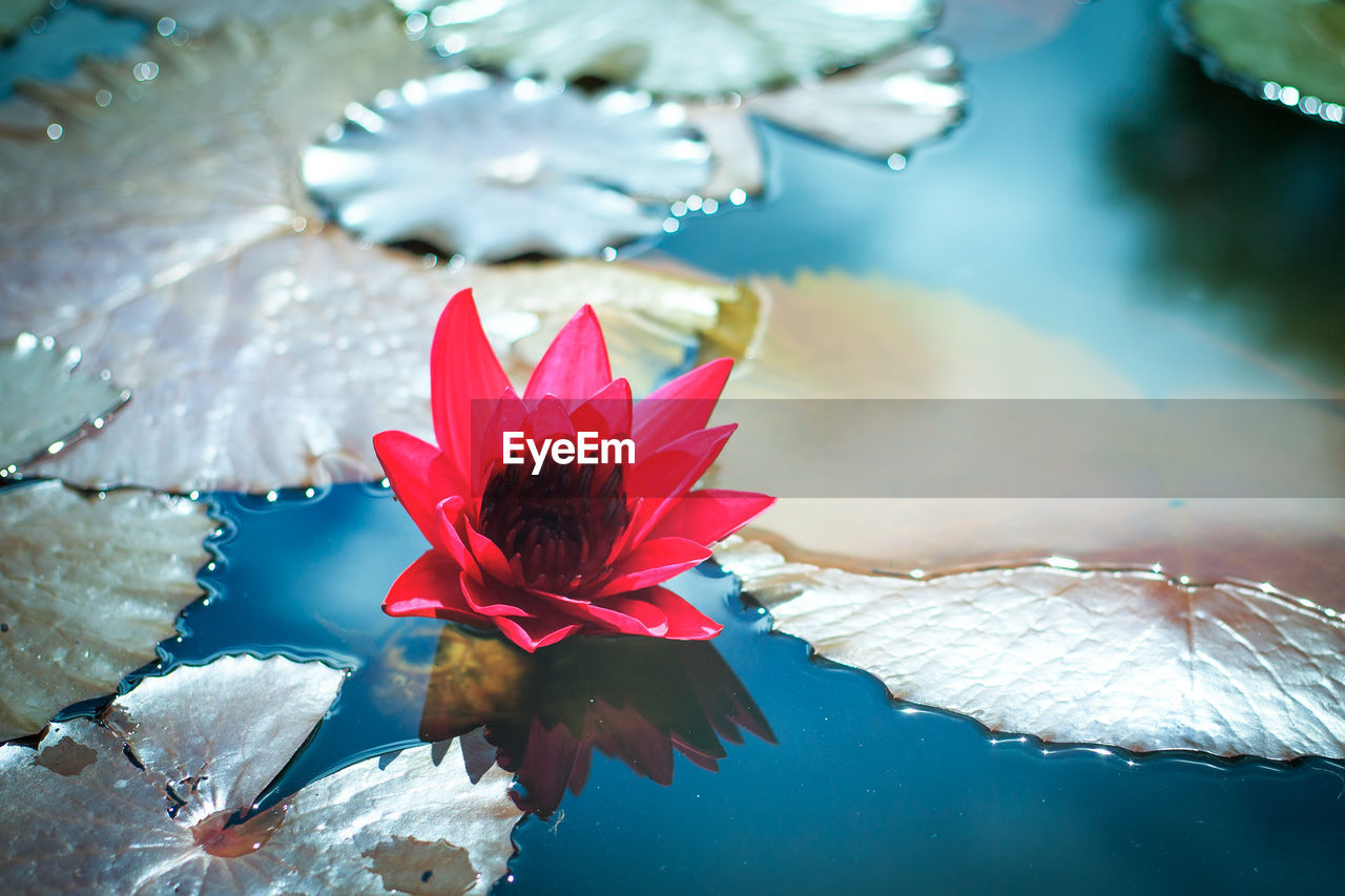 Close-up of lotus water lily in lake