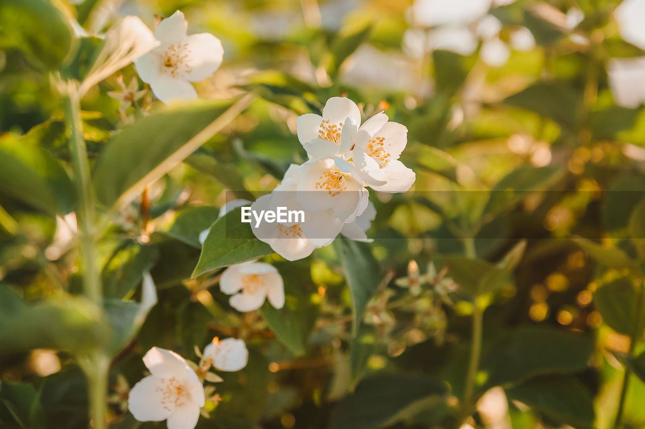 plant, flower, flowering plant, beauty in nature, blossom, freshness, nature, growth, white, fragility, springtime, branch, close-up, flower head, petal, tree, plant part, leaf, inflorescence, produce, no people, botany, outdoors, yellow, day, shrub, selective focus, food and drink, focus on foreground, food, sunlight, wildflower, macro photography, fruit tree, fruit, agriculture, environment