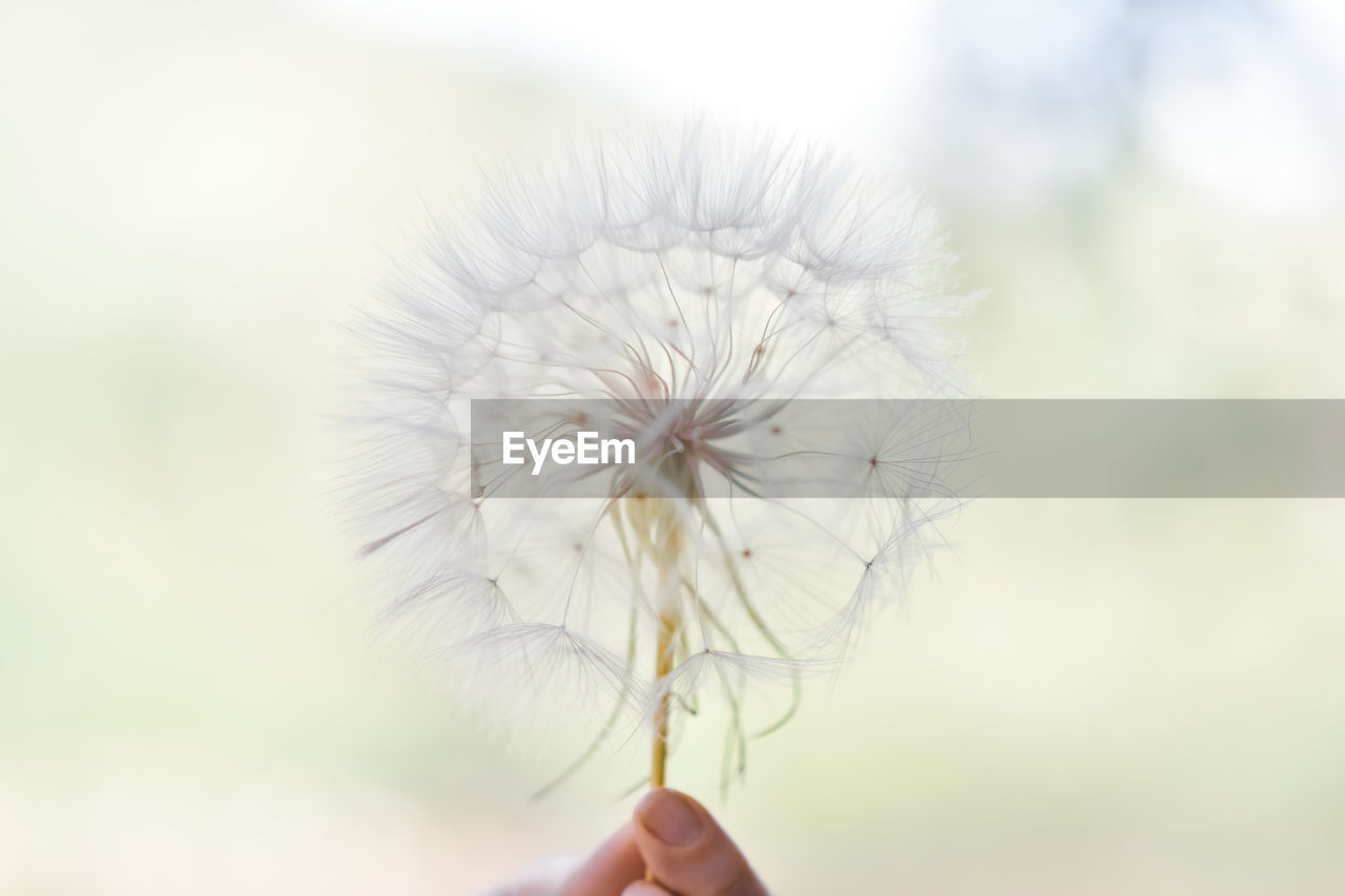 A large white ball of dandelion in hand against the sky.