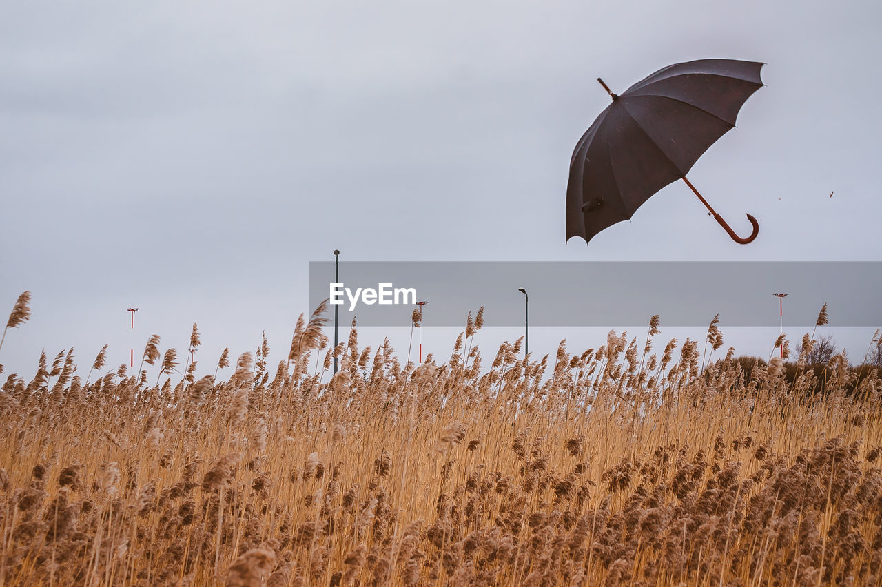 A black umbrella is flying in the sky over the field. autumn landscape with wheat in the rain 
