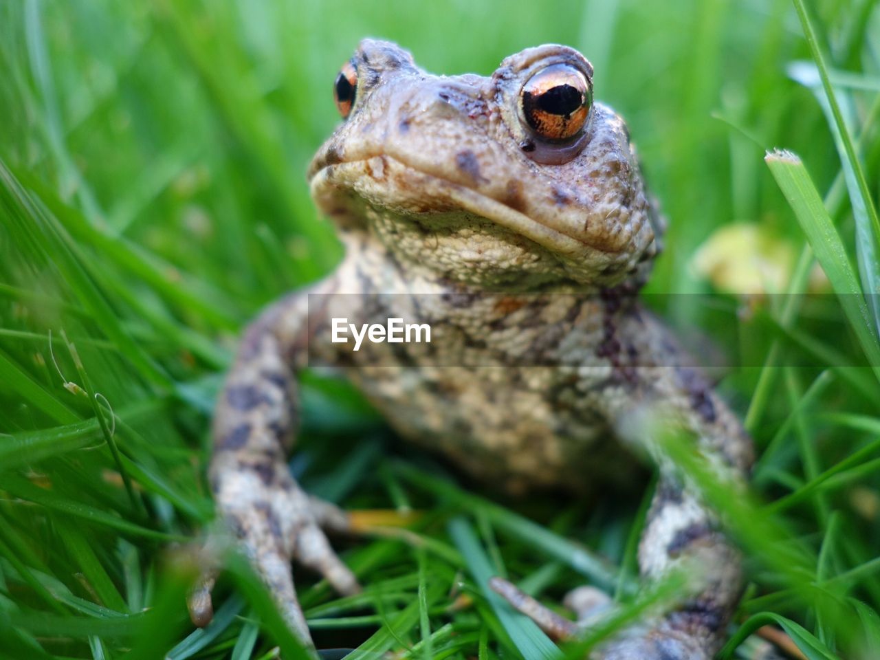 Close-up of frog on grassy field