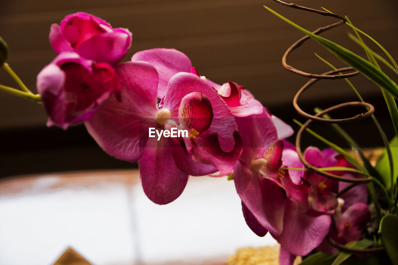 CLOSE-UP OF PINK FLOWERS BLOOMING