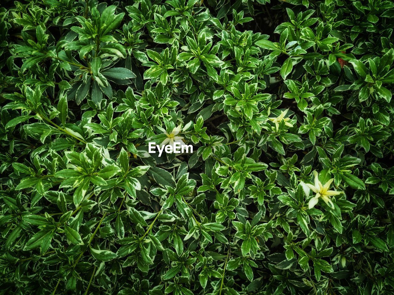 FULL FRAME SHOT OF PLANTS ON FIELD