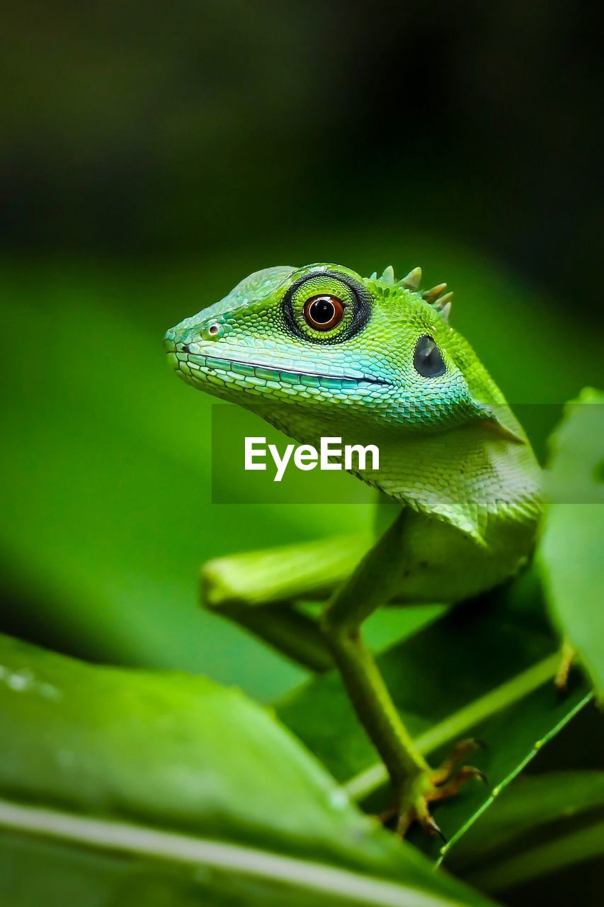 Singapore green crested lizard portrait