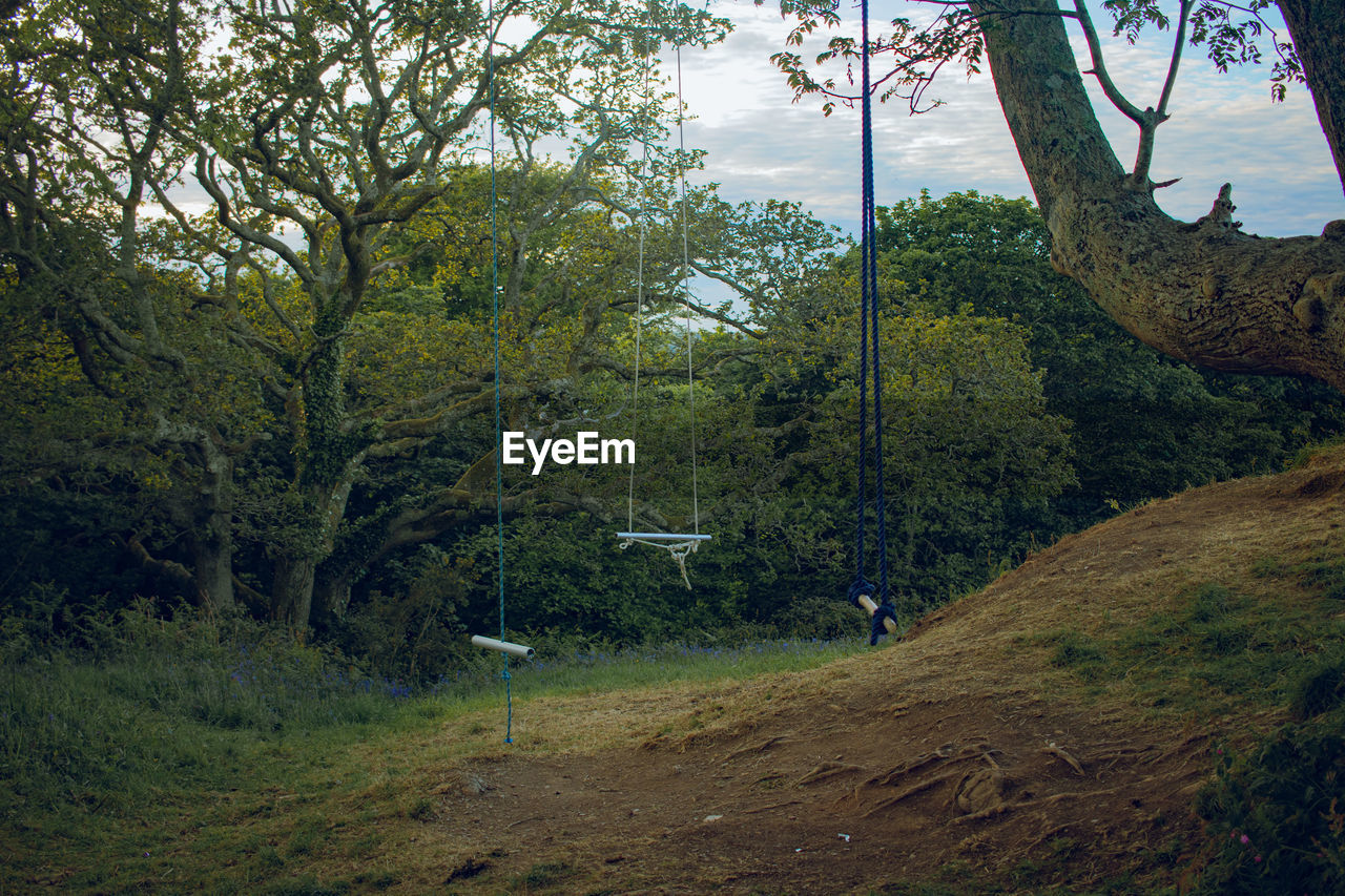Trees on field in forest against sky