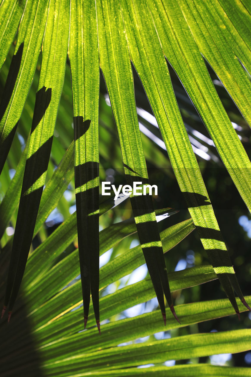 Close-up of green leaves